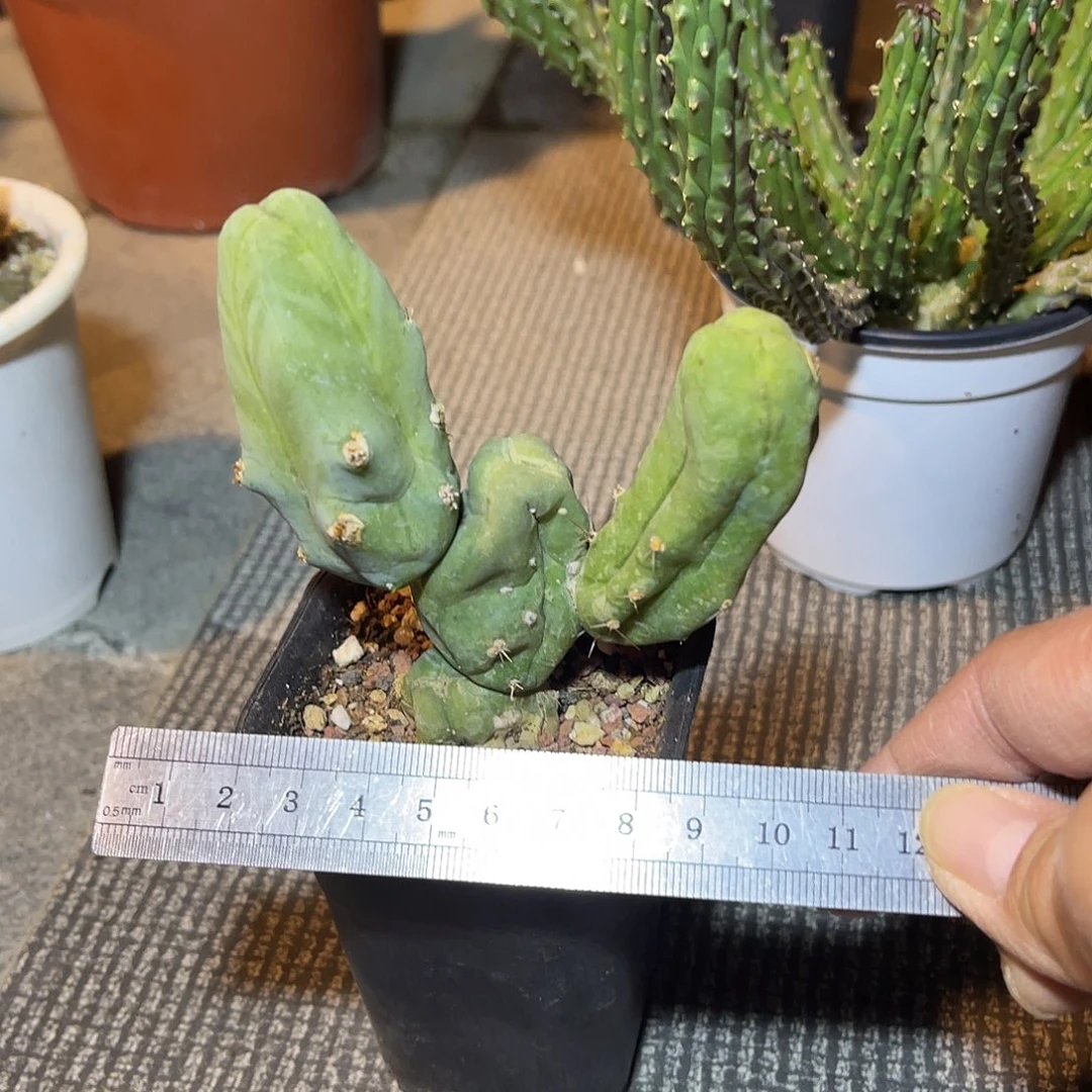 程程柱仙人球一物一拍