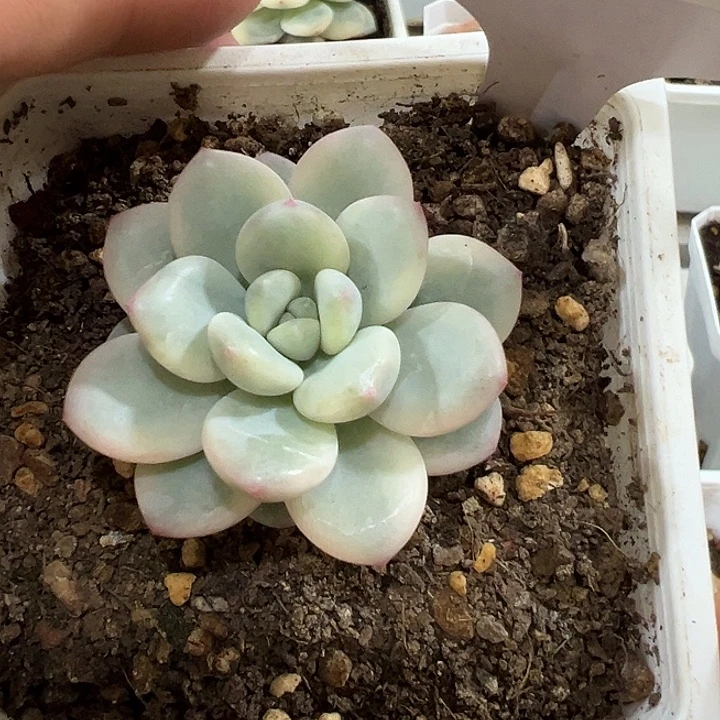 1173号白马香水锦多肉