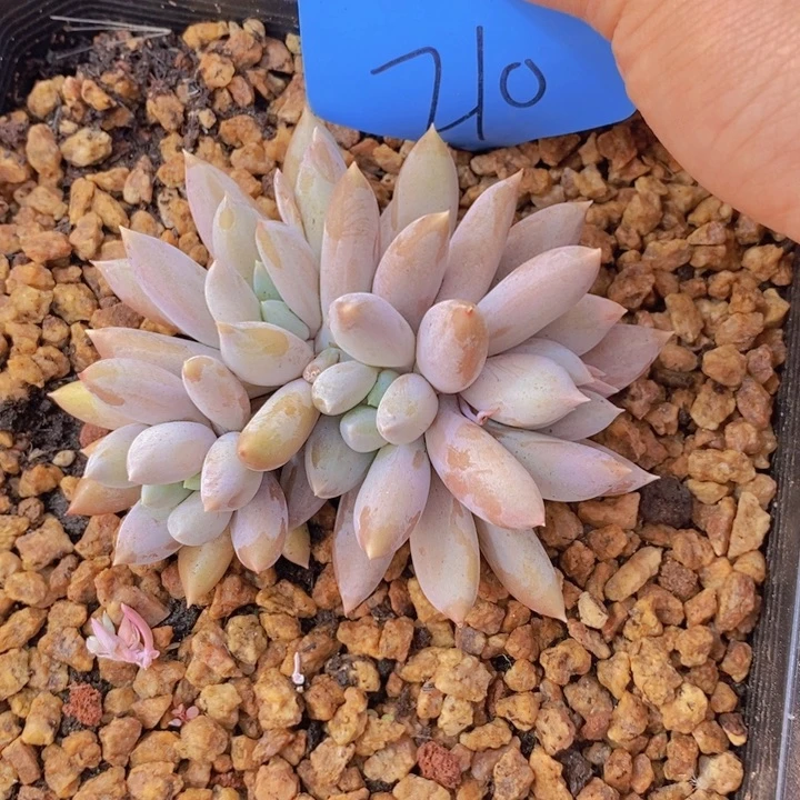 属****y是啊是真不容易哦原来