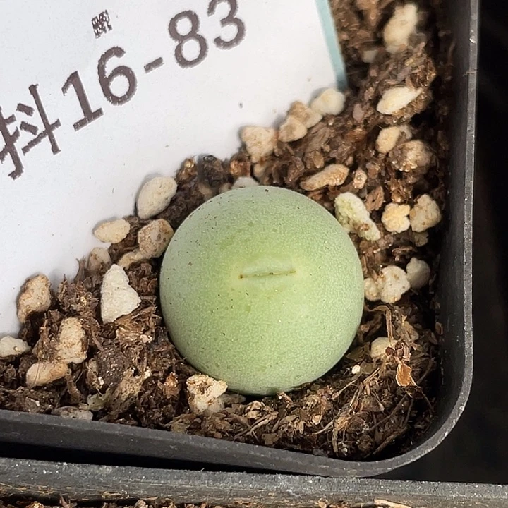 16-83鸽子蛋多肉植物