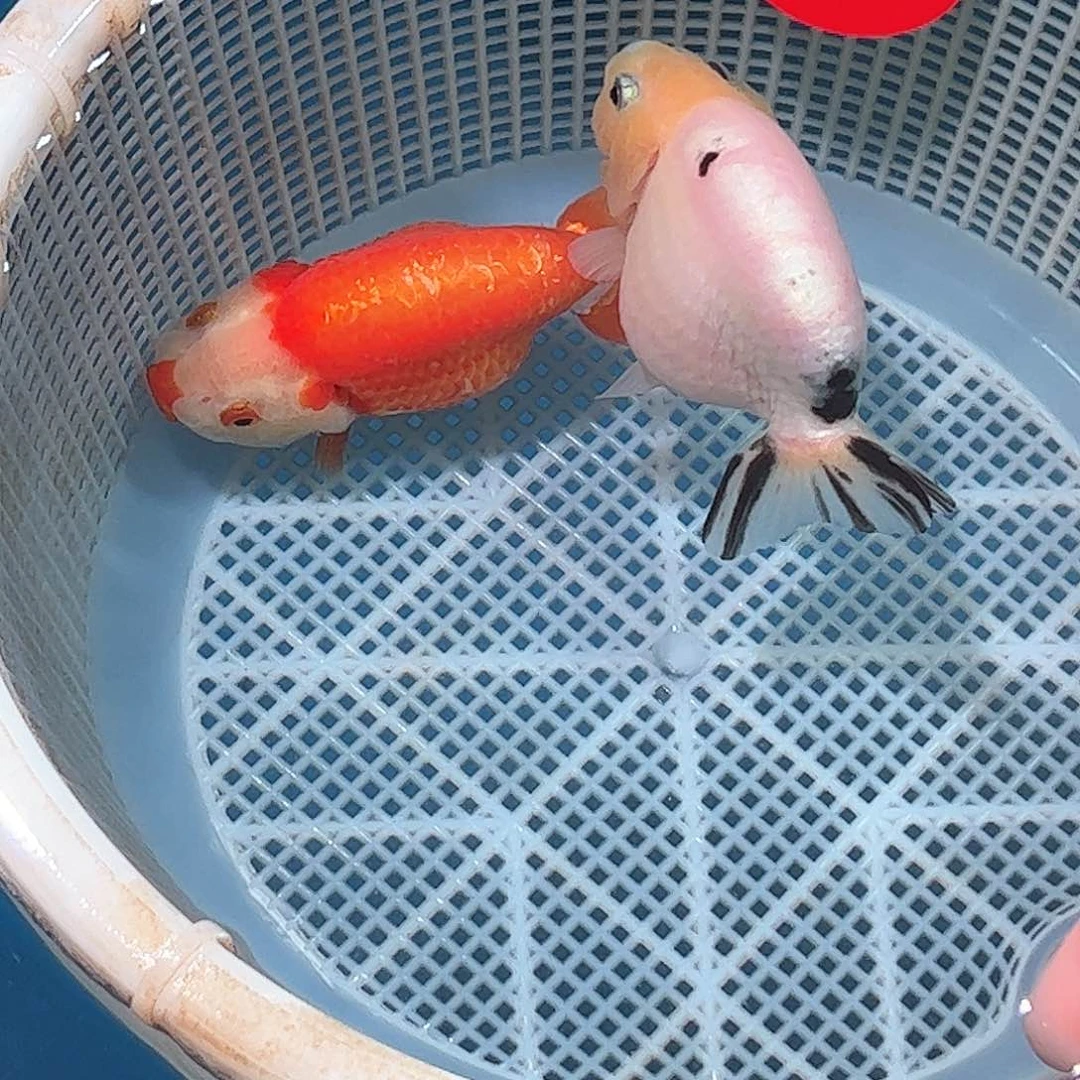 海水鱼樂*7号顺丰到付寻开箱视频