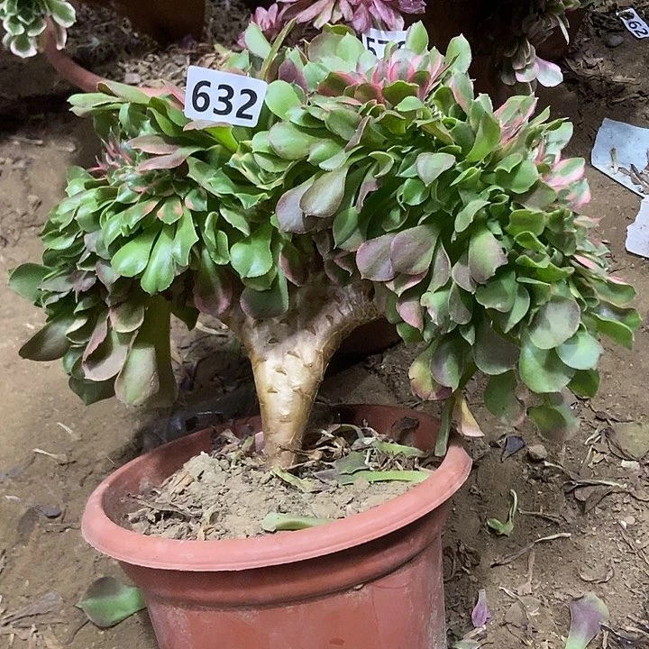 632香妃缀化老板子