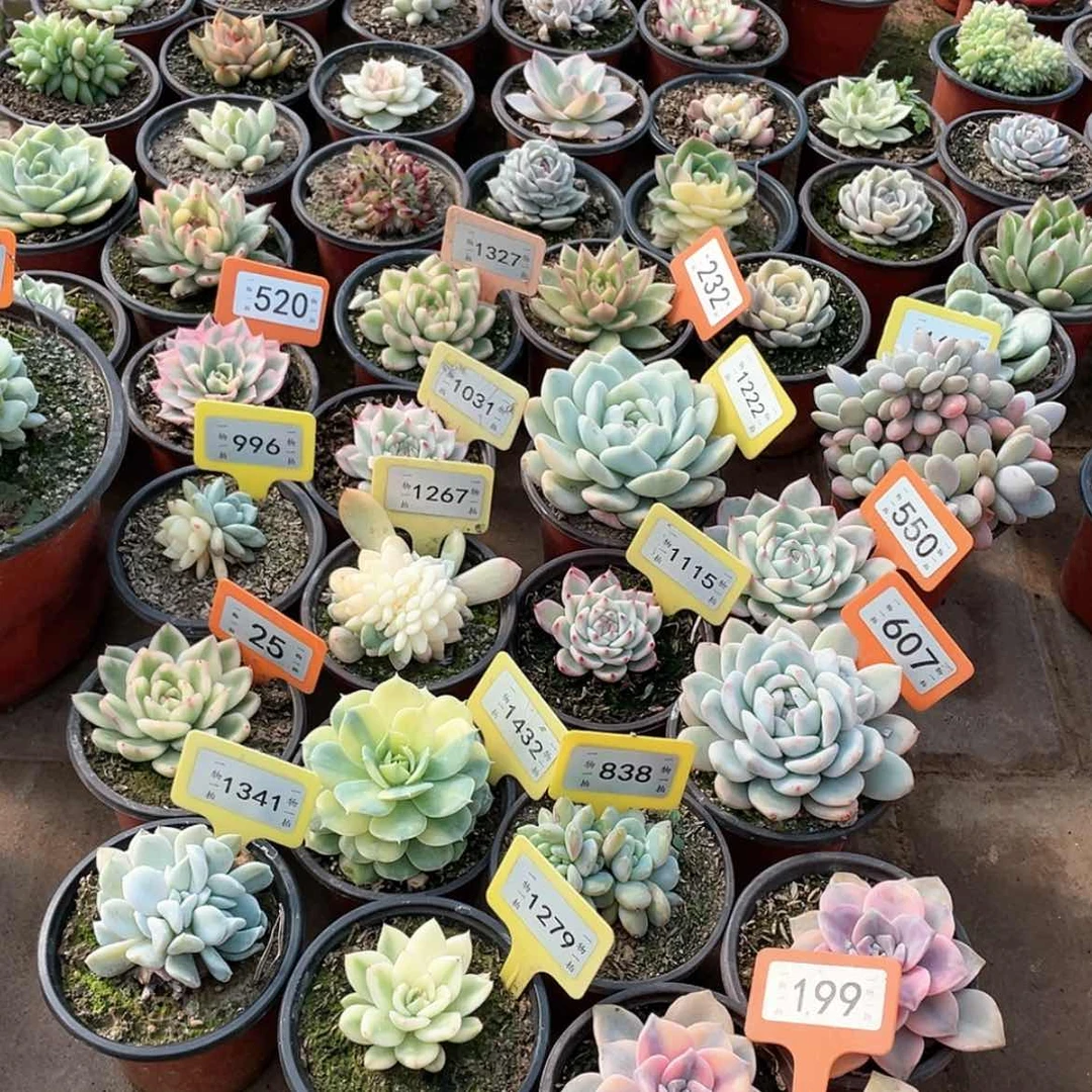 【闪购商品】用****5199三颗一组