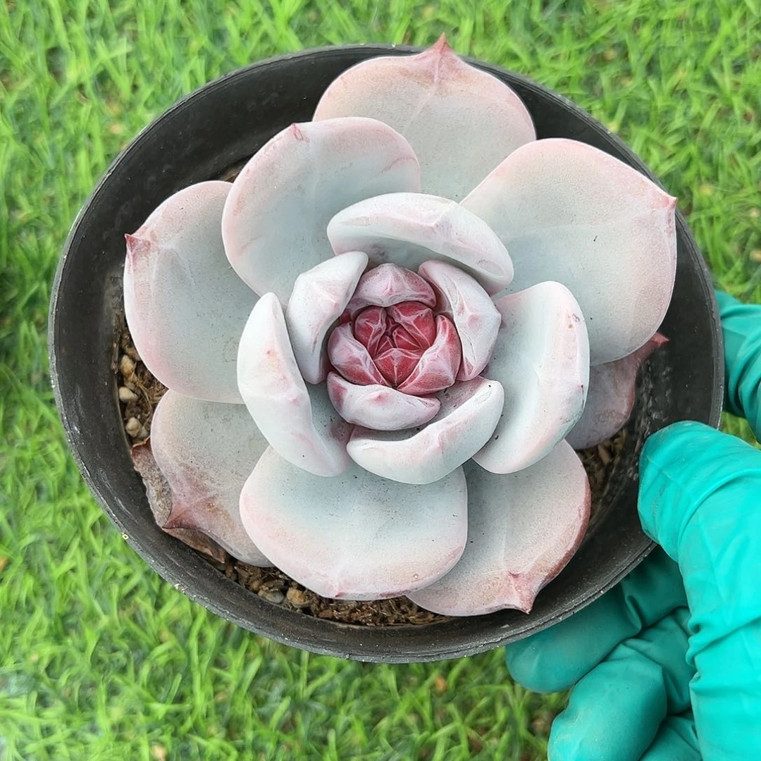 斯***斯dnvjfhgjghghggvhghghh