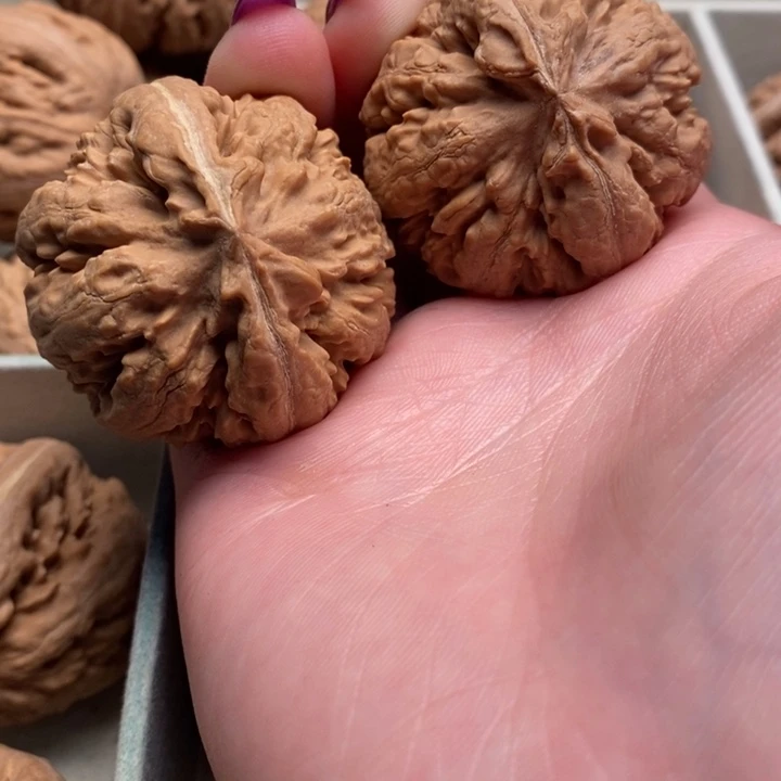 胖***！霸王龙全品无修一刀没动