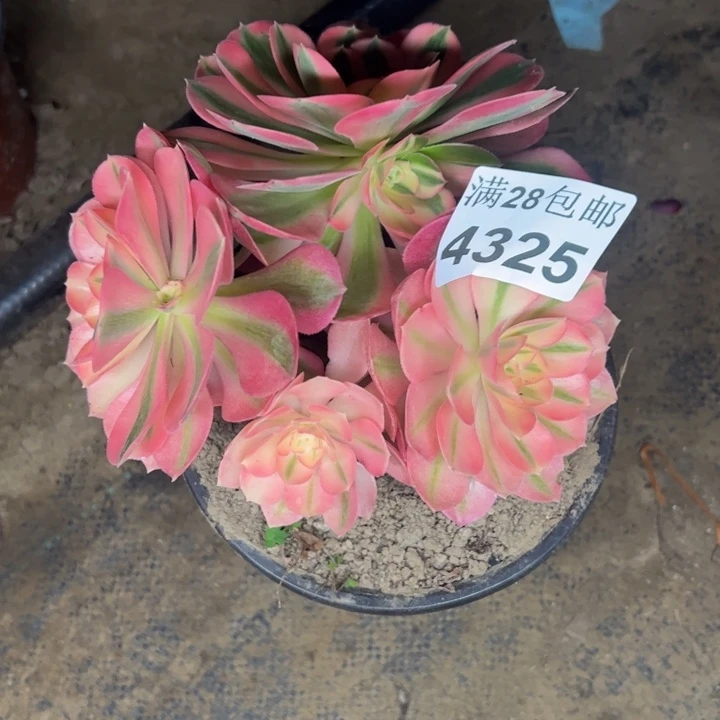 4325女巫多肉植物