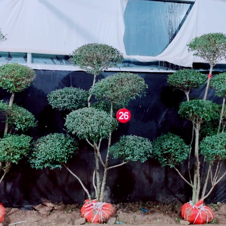 无花朵一物一拍一物一图