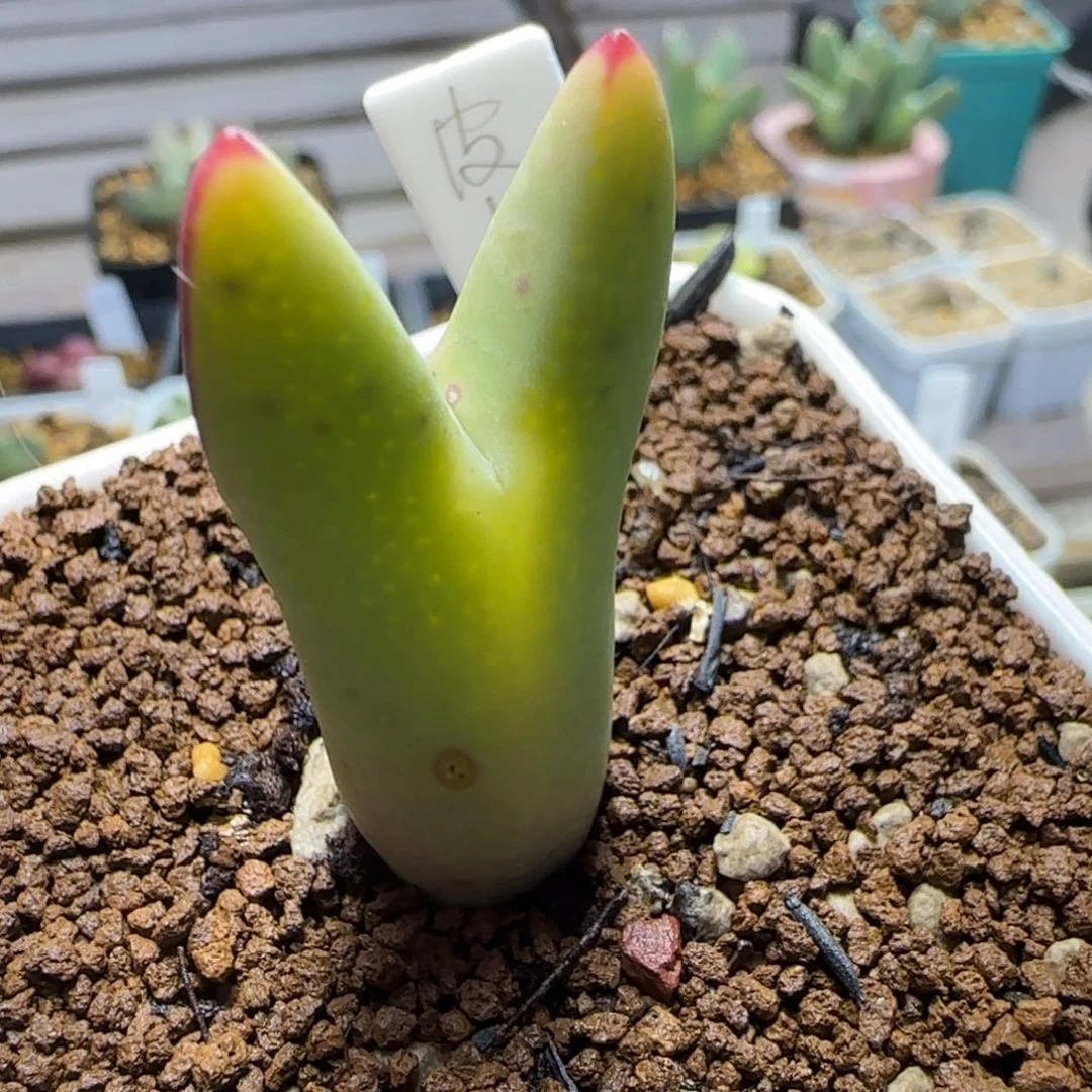 多肉黄金皮卡丘70号链接