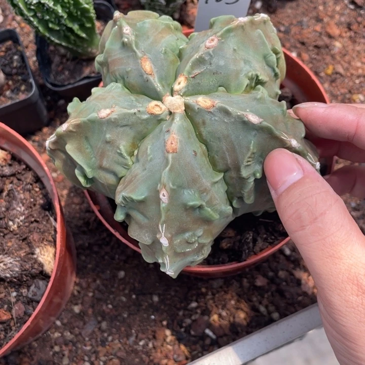 *****实生核桃脱土发货