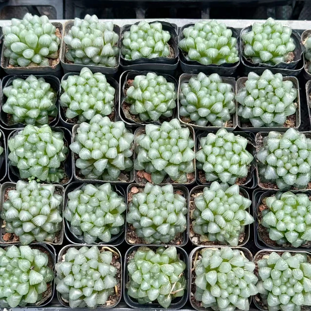 糯姬玉露多肉植物一颗