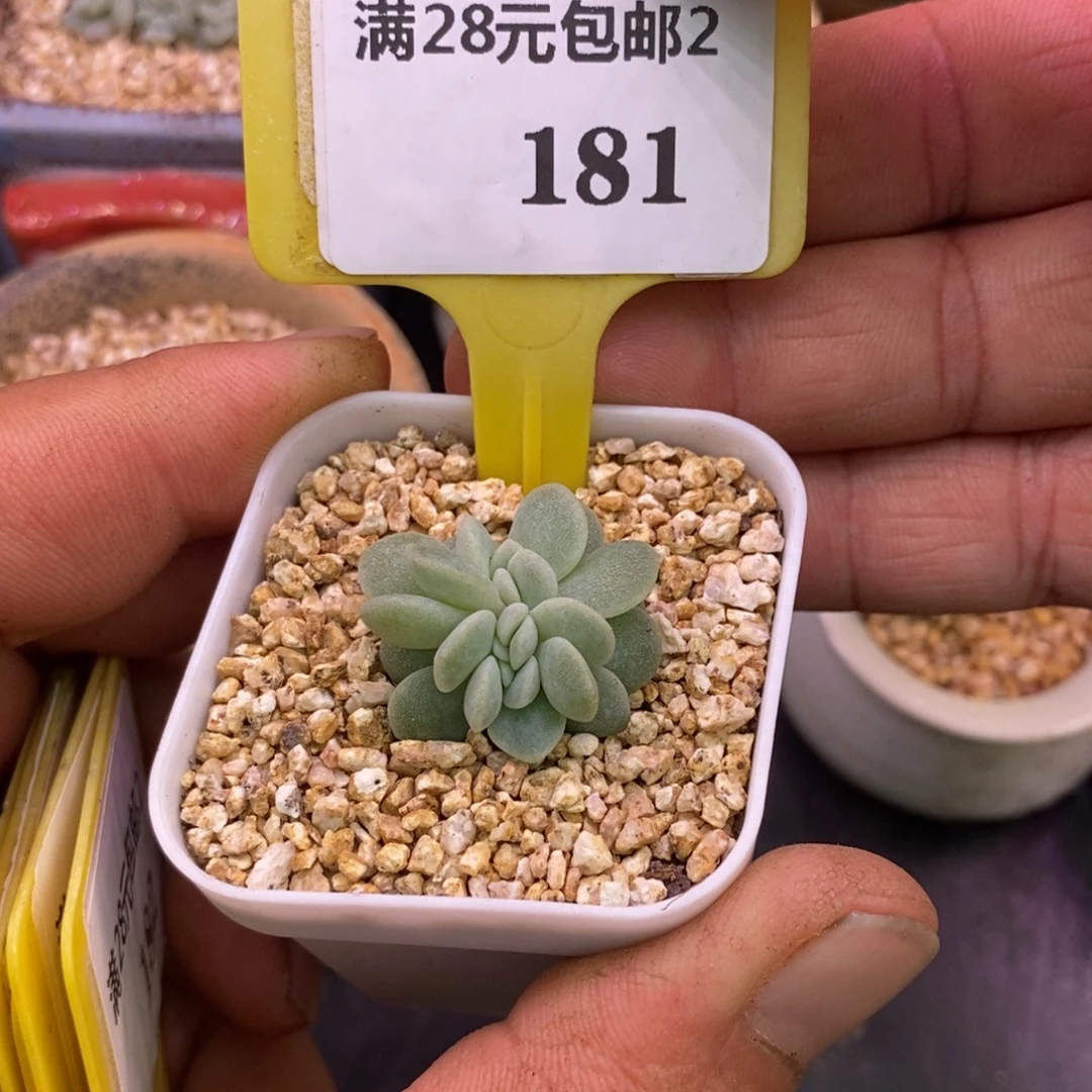 2181冰玉缀化多肉…………