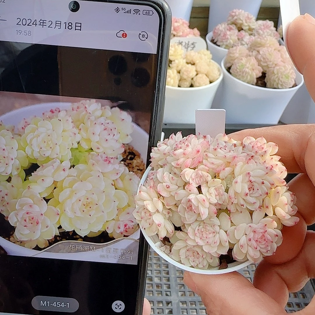 0104-68（m1-454-1）优选