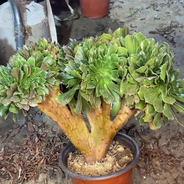 玫瑰缀29多肉植物法师法师法师