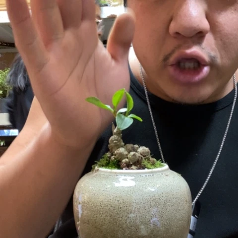 红陶一物一拍所见即所得237