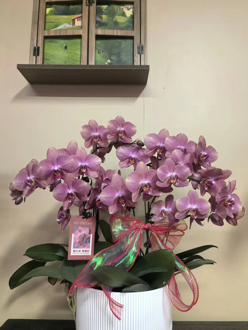 幽梦 彩月祥云 真花 蝴蝶兰 罕见橘红色蝴蝶兰室内精品观赏 真花