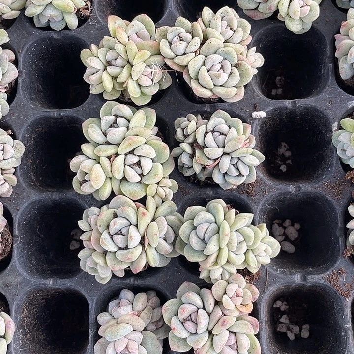 冰玉4头随机发满18包邮