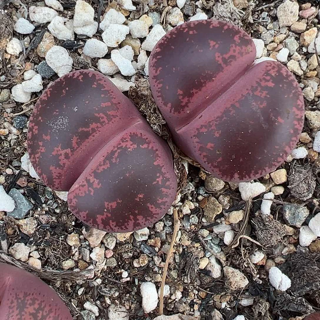 2405岛田酒红1111111