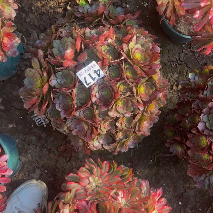 黑魔花27-47包邮花花