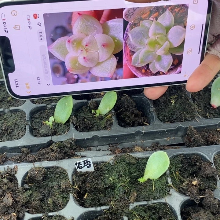 穴盘冰山珍妮芽苗一个多肉