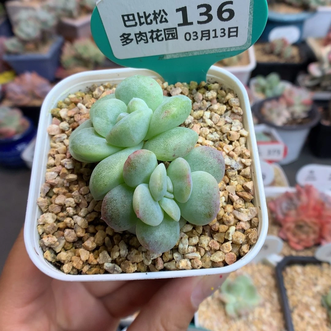 136双头异色冰玉石化多肉