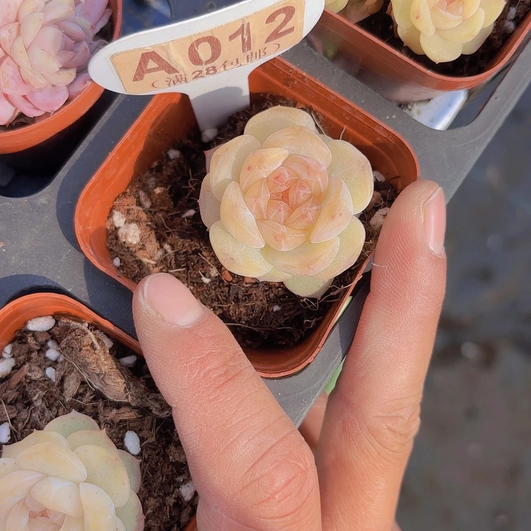 A012珍妮一物一拍