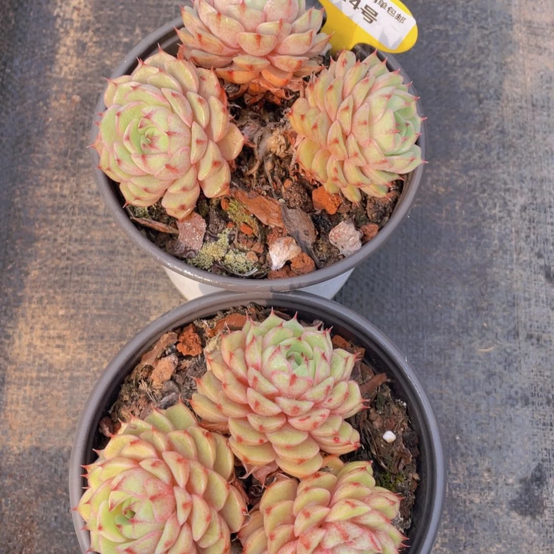 24号黄金苯巴蒂斯老庄大群生一个