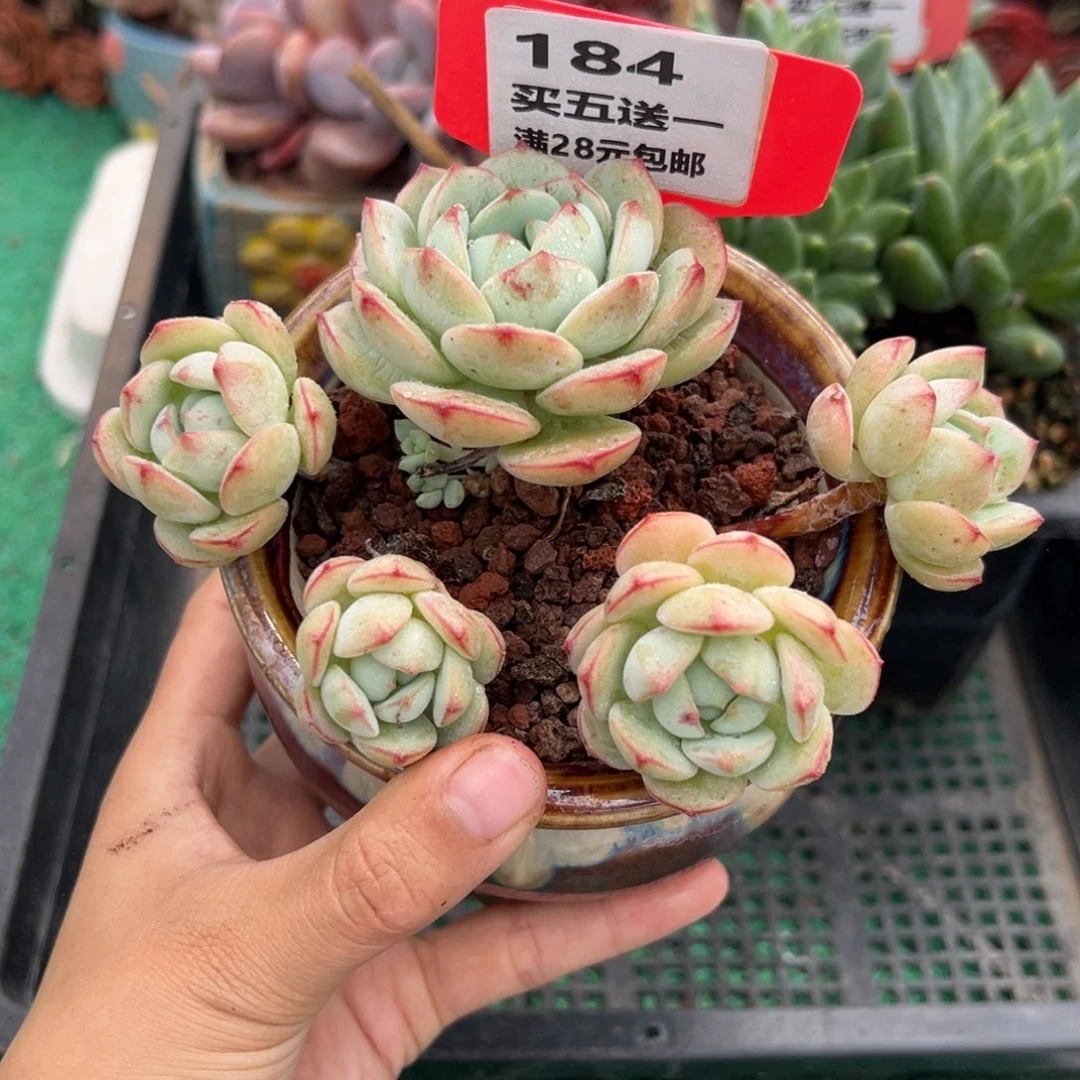 表妹精品多肉植物184.