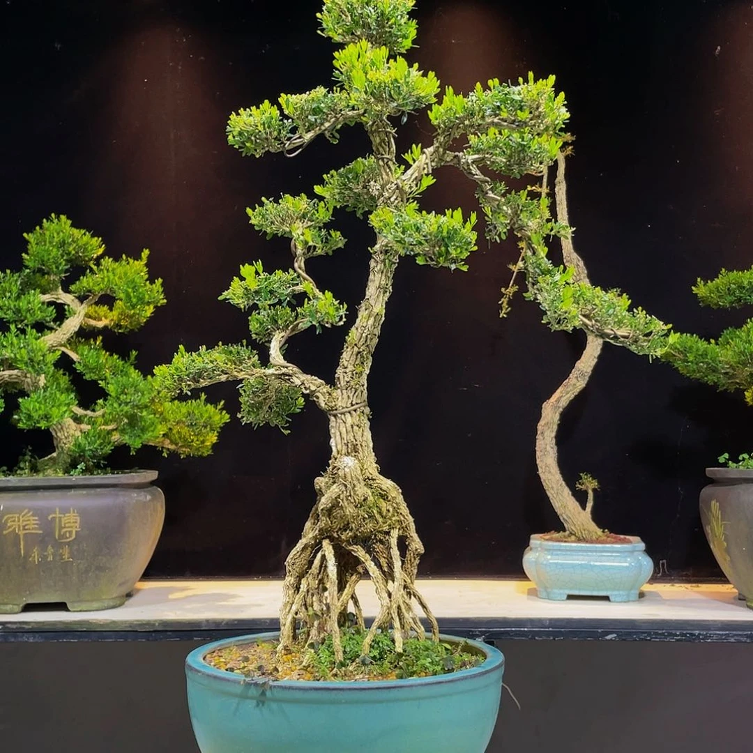 黄杨盆景四季常青