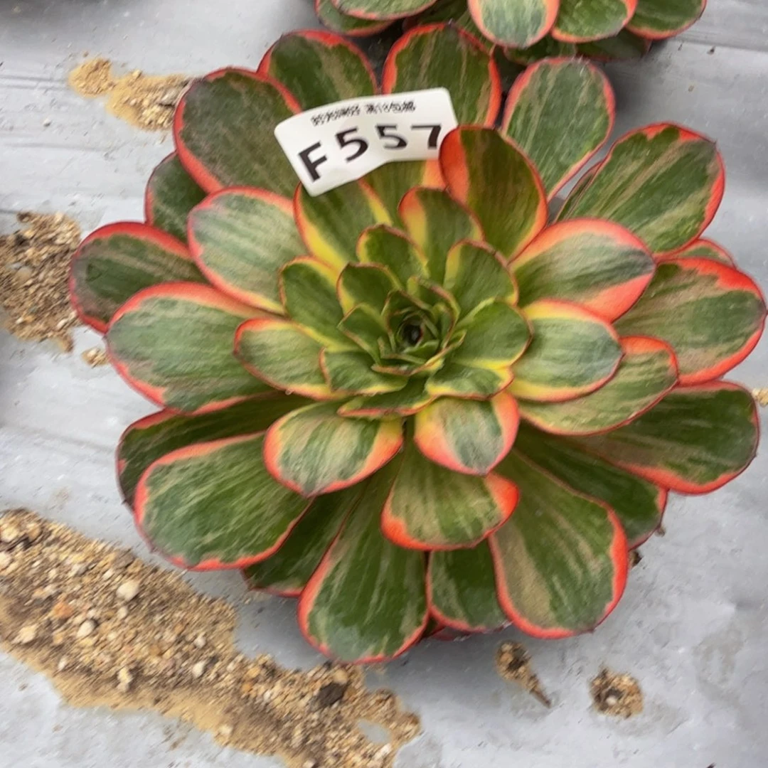 幸***儿557魅金锦到秋。多肉植物