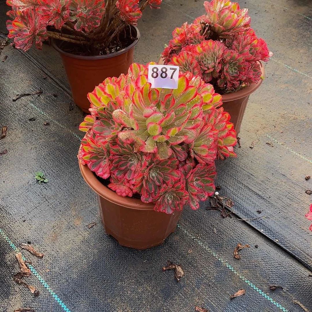 雨***！红铜白一物一拍887