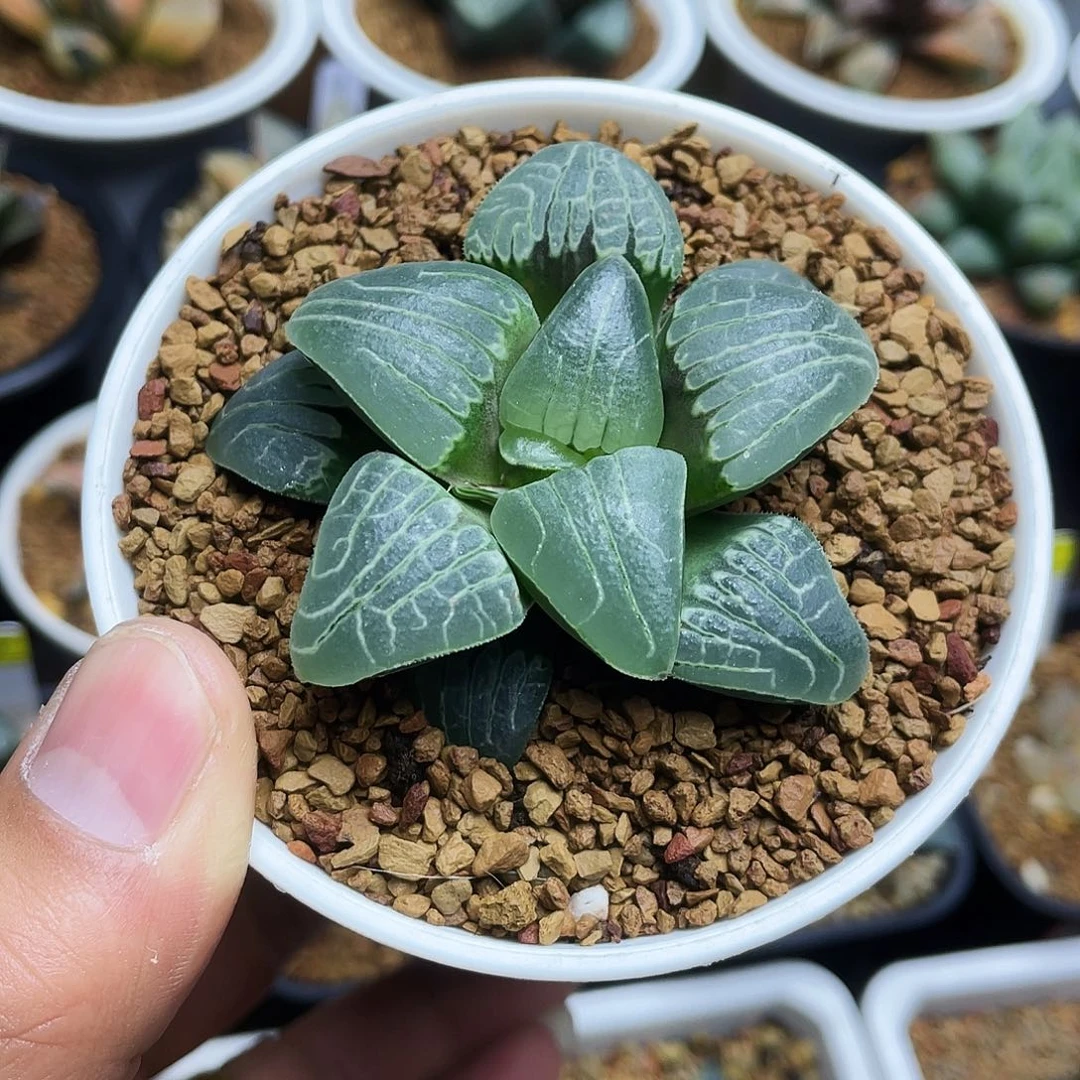 粉色甜心十二卷多肉