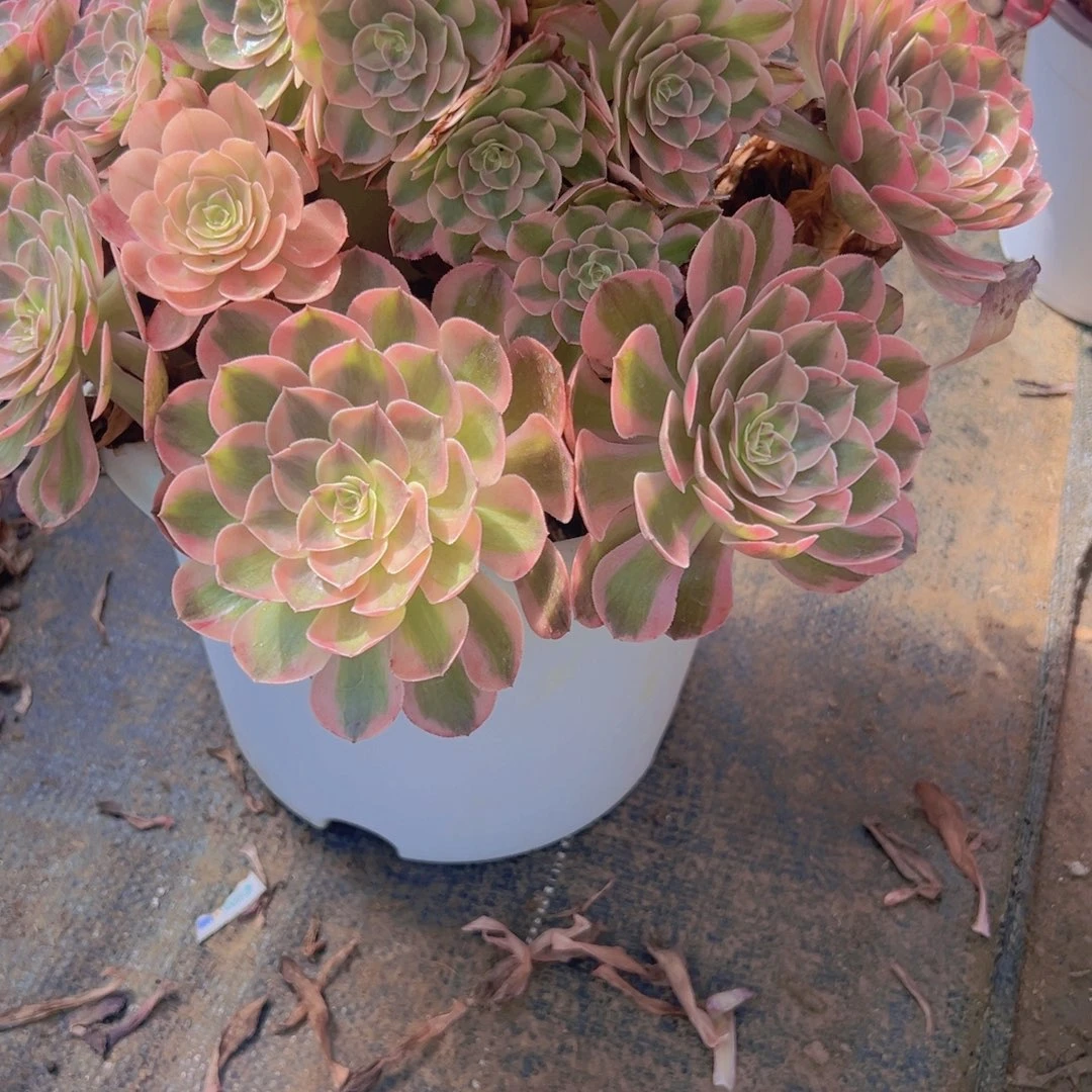 火龙果多肉植物法师