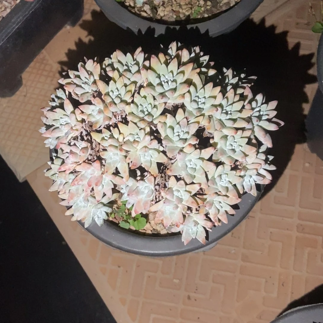 白菊多肉植物啦啦啦