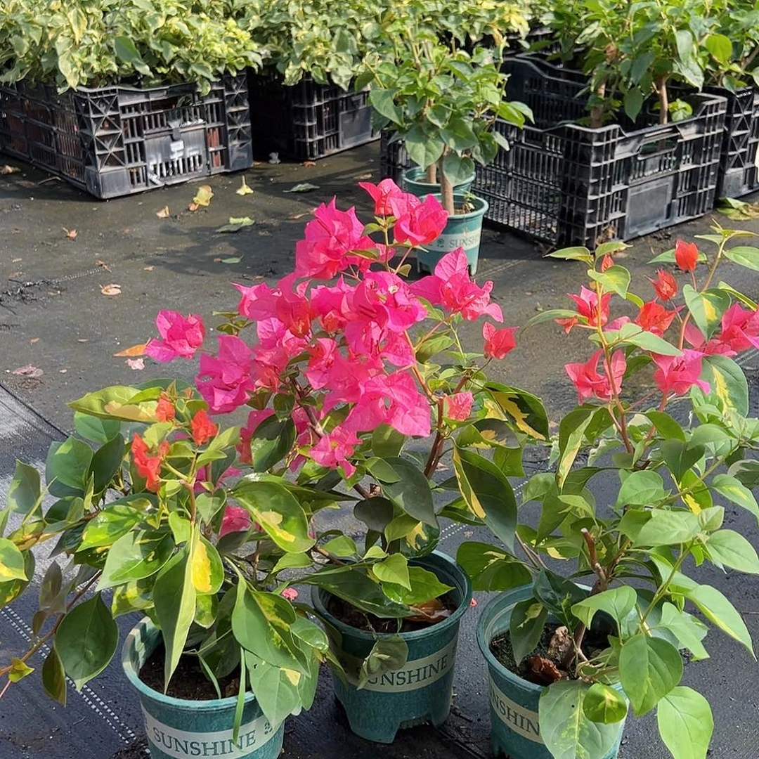 当前无花栽培后可以开花红旗士掌中宝一颗