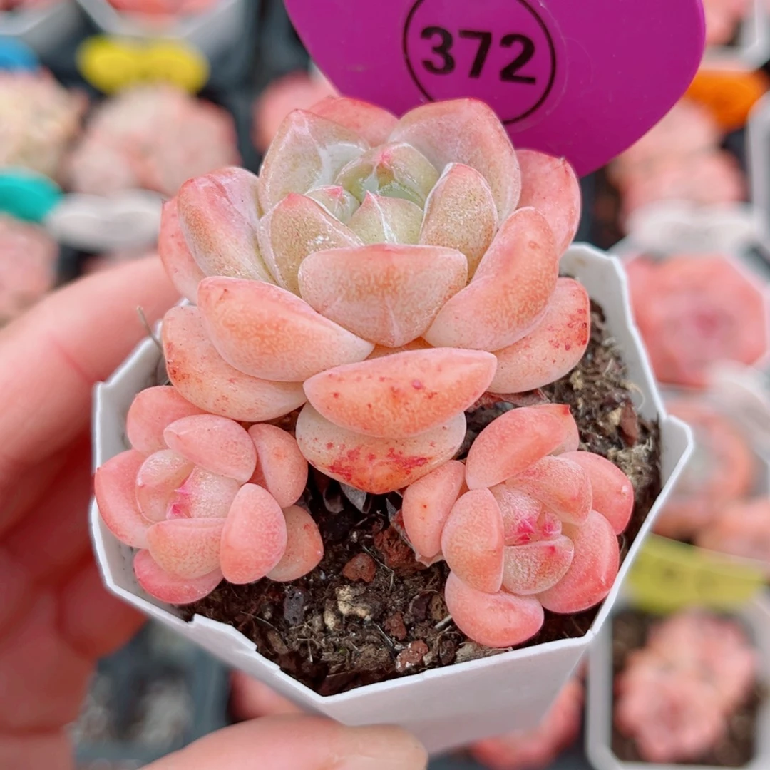 372号小老桩糖心群