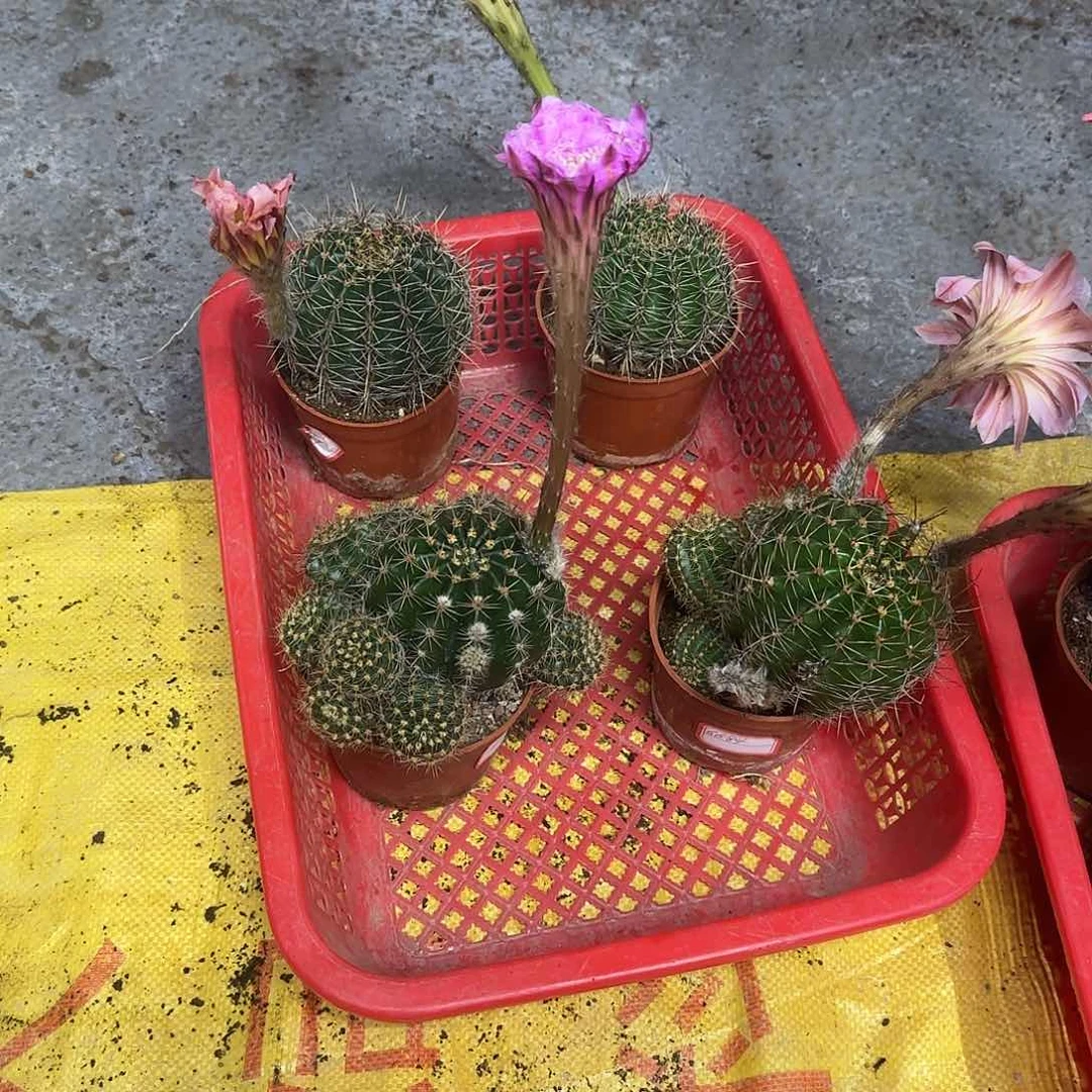 无花朵4颗不同花色的彩草不同刺座随机发货脱土发货