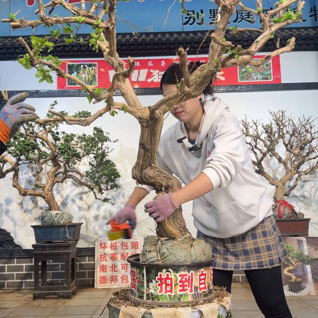 无花朵金银花88888