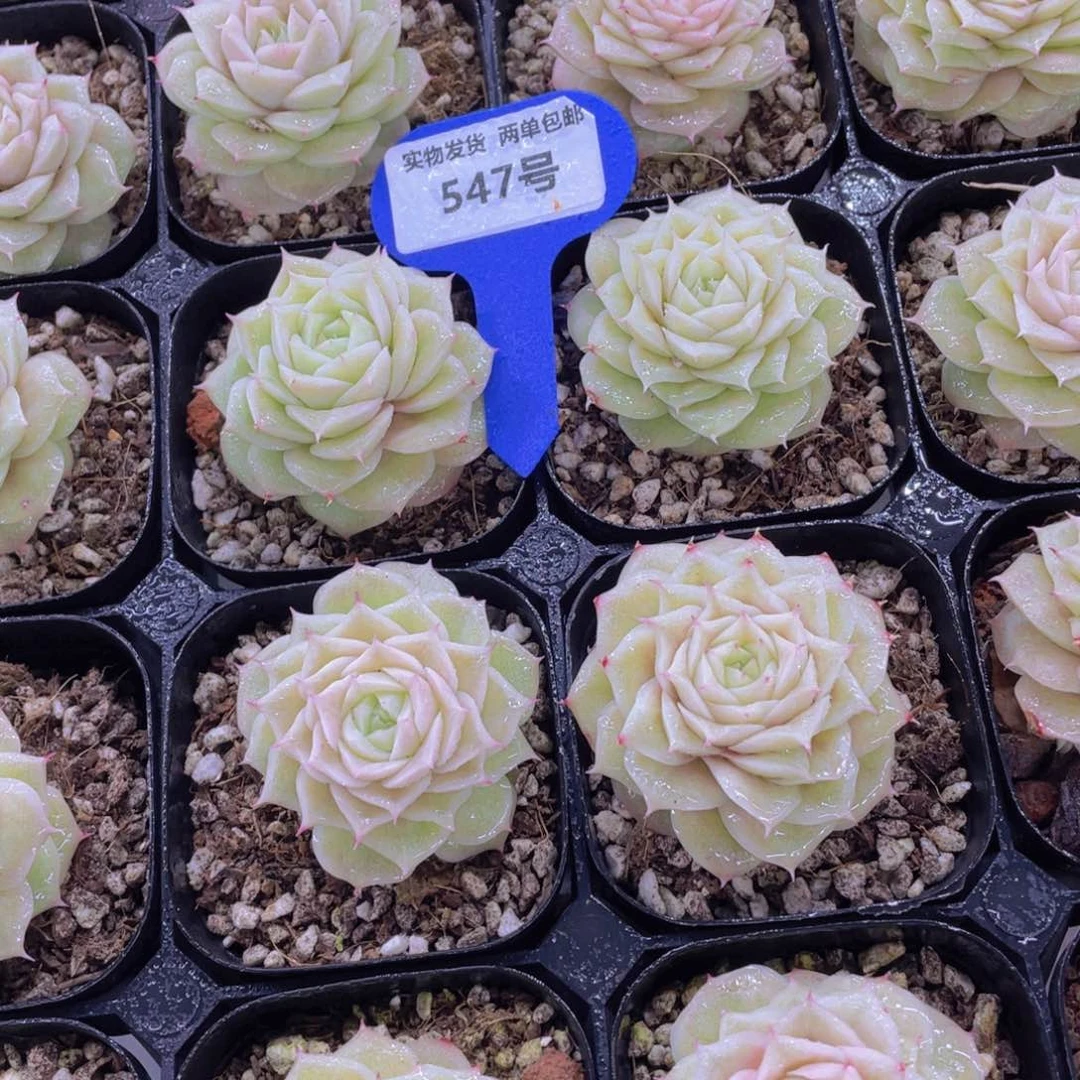 547号 珍妮玫瑰花麦秆单头一个