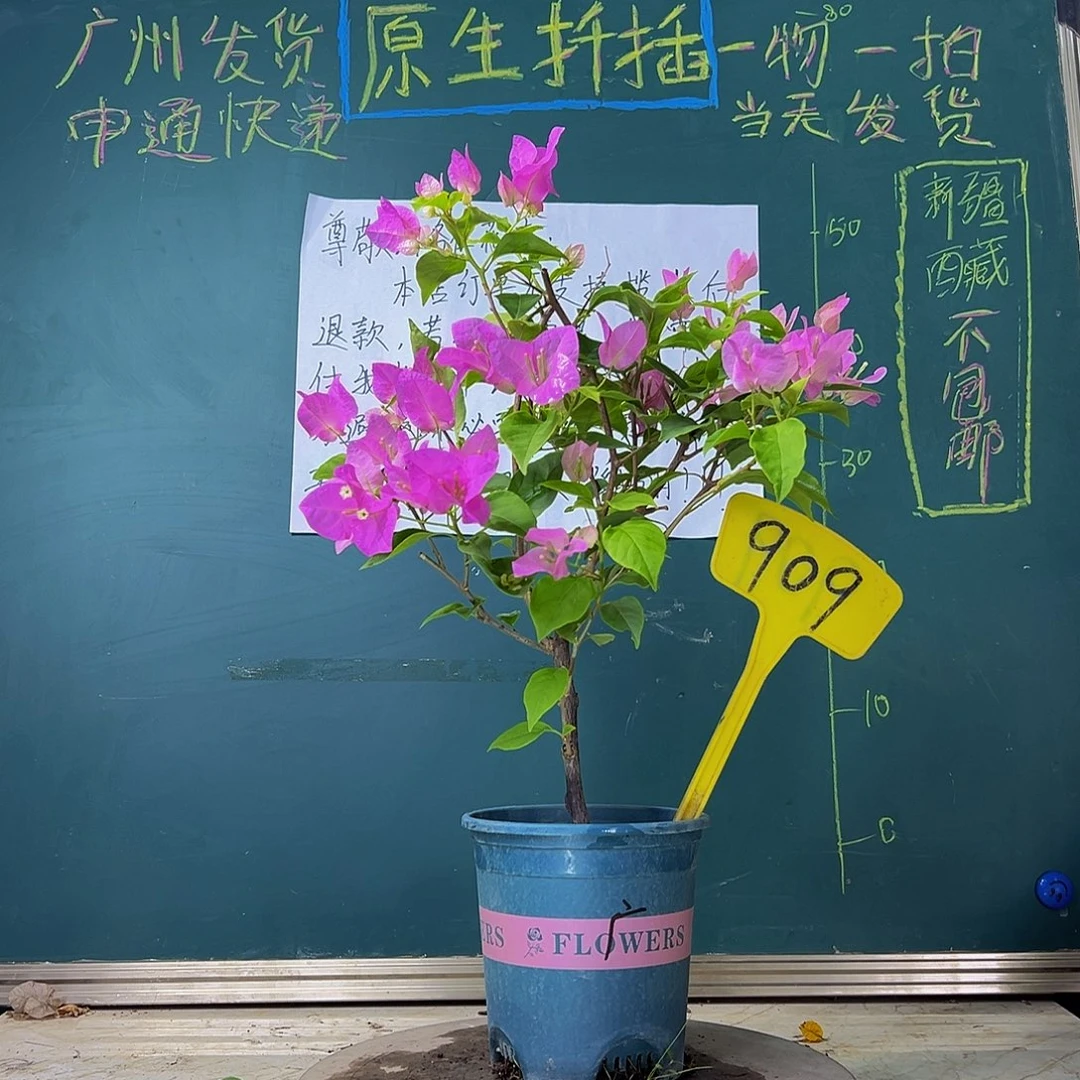 当前无花栽培后可以开花  广红樱  909