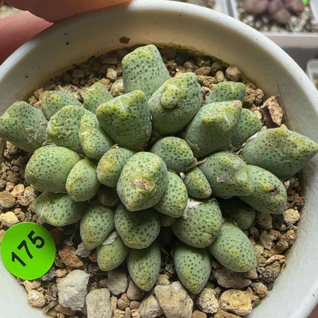 黄金斑马群多肉植物175
