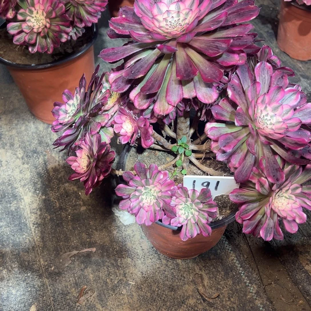 大****)191多肉00000000000000