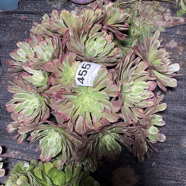 赶***.455水墨画法师3-14花