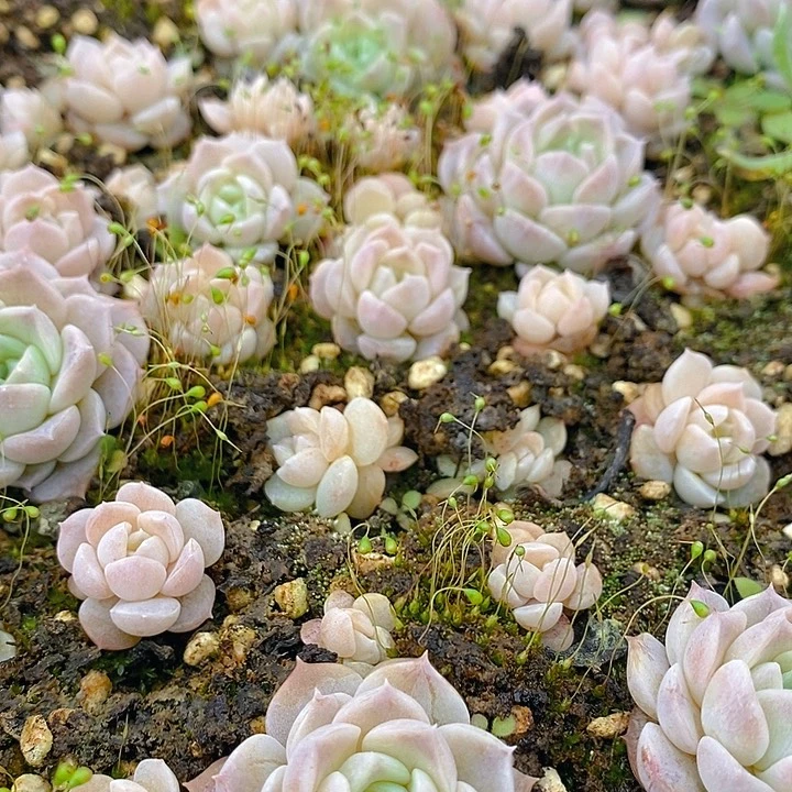 162 多肉植物盆栽花卉植物