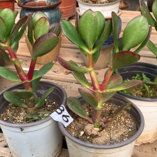 半**楂086紫叶脱土发货