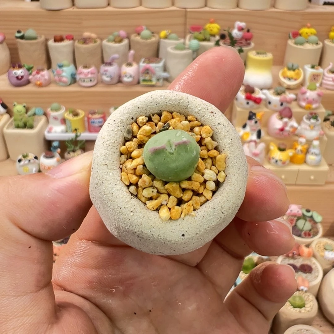 多肉植物46号少将