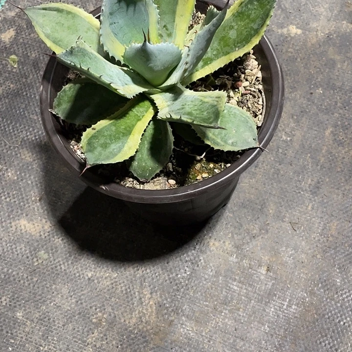 N***无花朵龙舌兰绿色植物