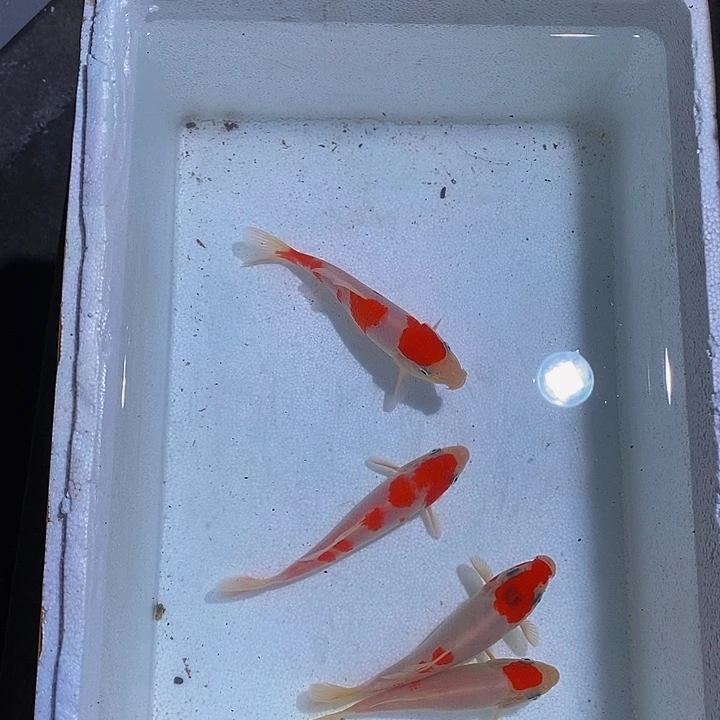 锦鲤锦鲤活鱼开箱包活