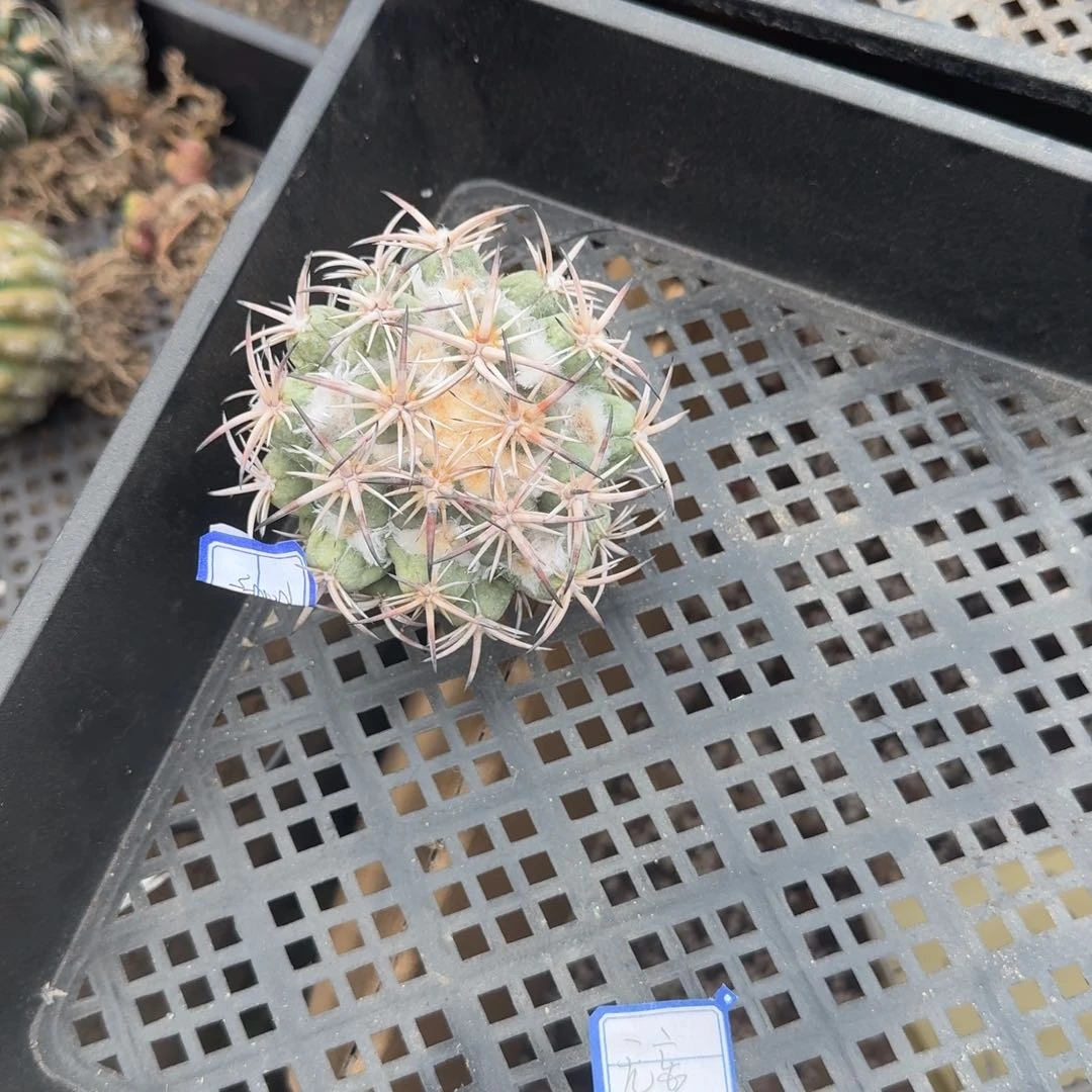 唉**呀多肉植物多肉植物
