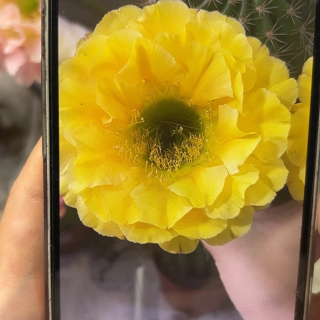 彩草1-10号6公分带崽
