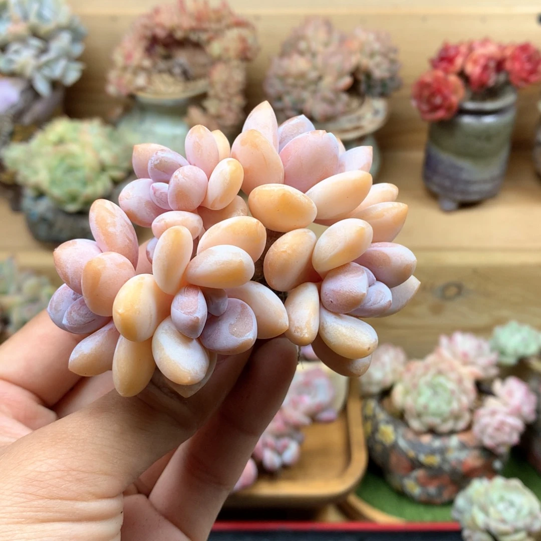 粉兔整群满68包邮